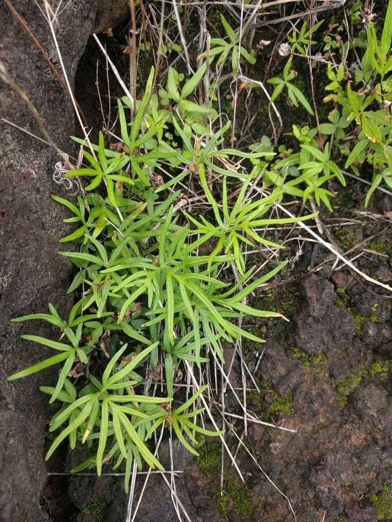 Waianae Mountain Digit Fern photo 8
