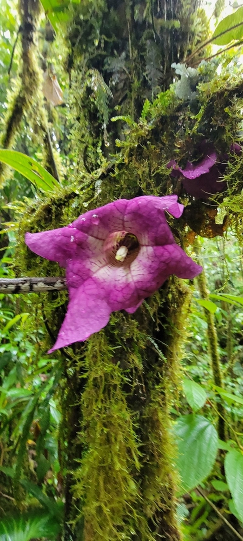 Doselia epifita