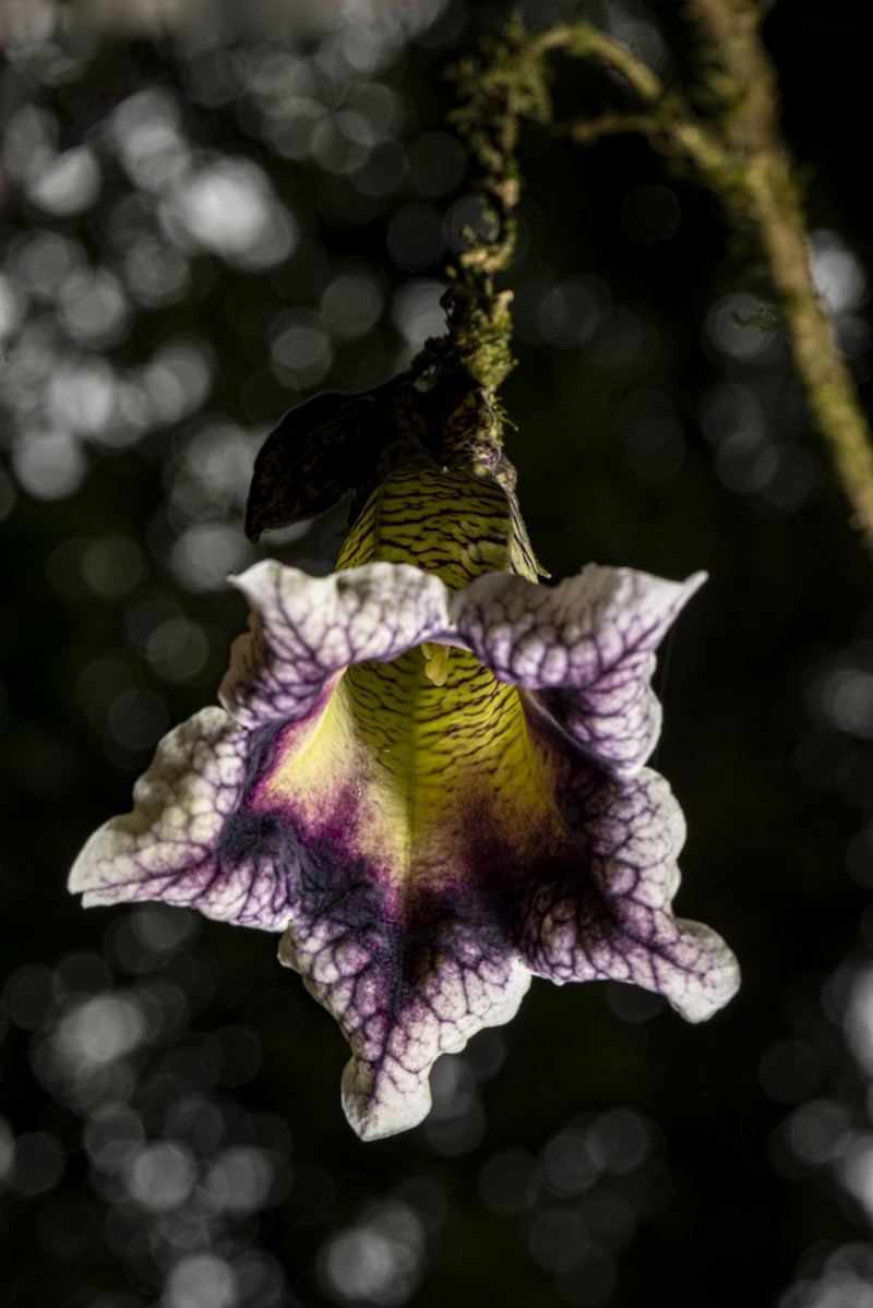 Doselia epifita photo 2