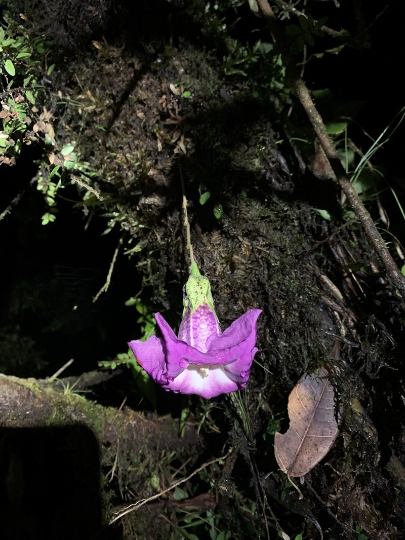 Doselia epifita photo 3