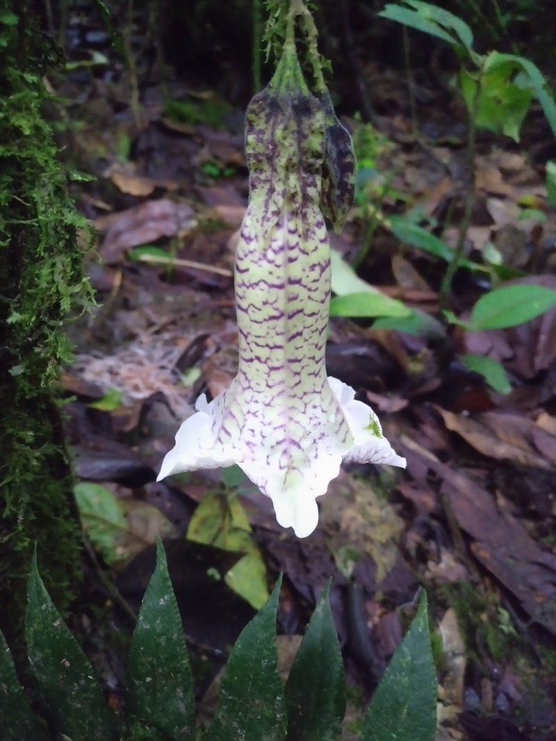 Doselia epifita photo 4