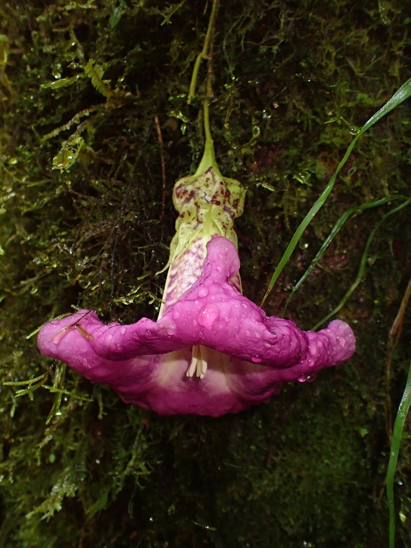 Doselia epifita photo 5