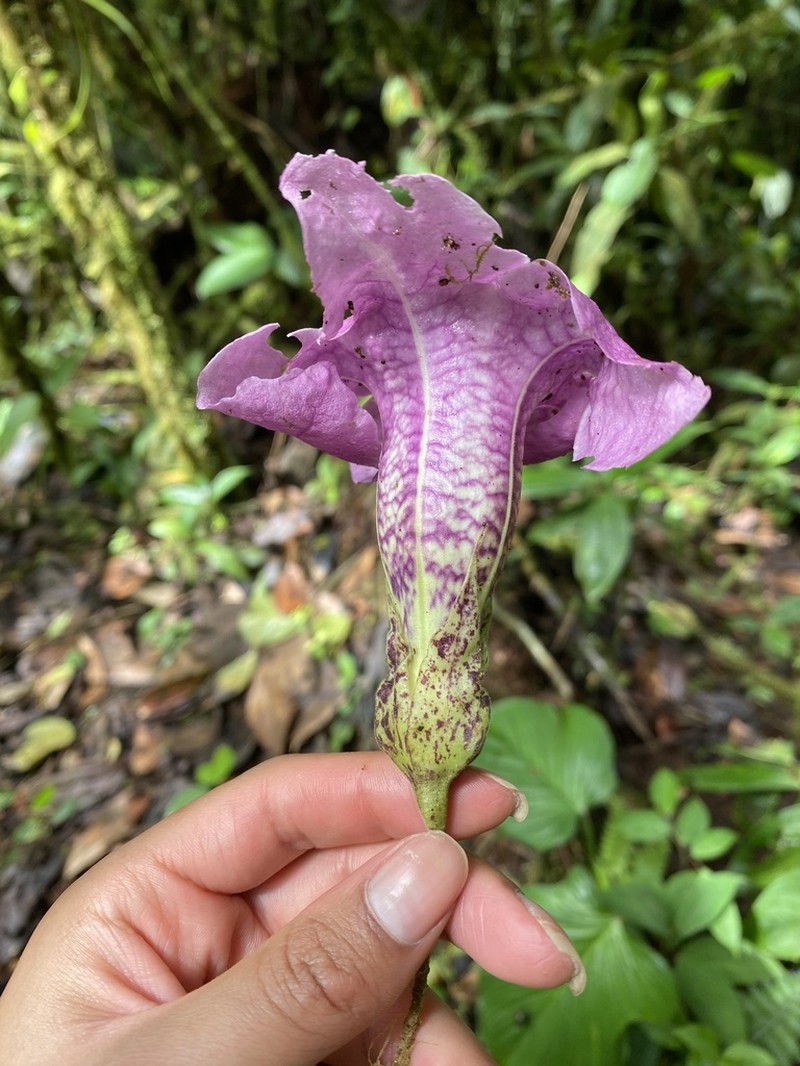 Doselia epifita photo 6