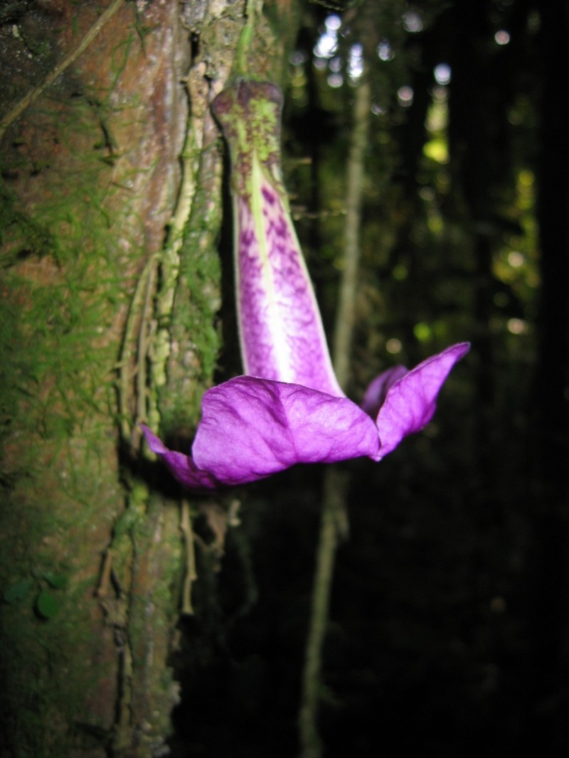 Doselia epifita photo 7