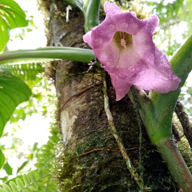 Doselia epifita photo 8