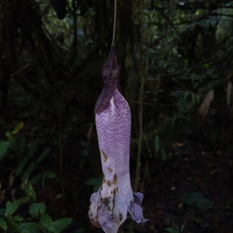 Doselia galilensis