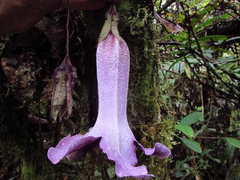 Doselia galilensis photo 2