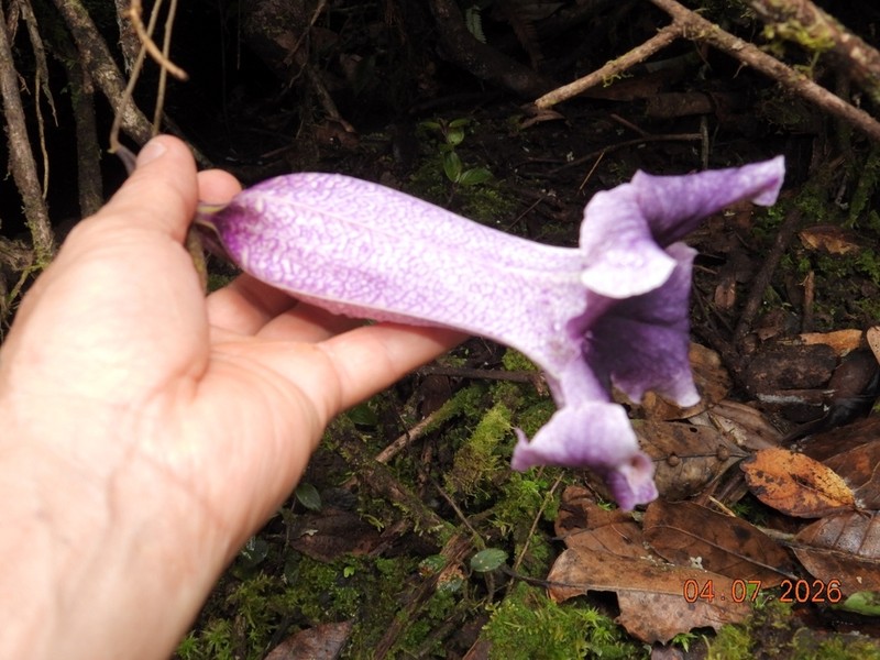 Doselia galilensis photo 3