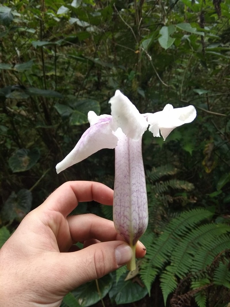 Doselia galilensis photo 4