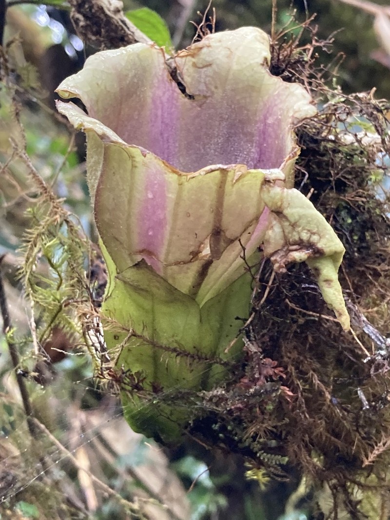 Doselia galilensis photo 5