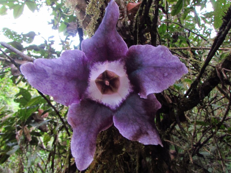 Doselia galilensis photo 6