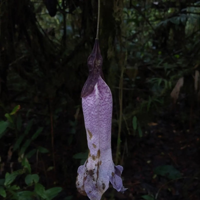 Doselia galilensis photo 8
