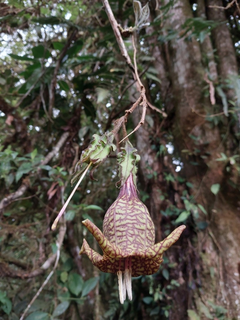 Doselia huilensis