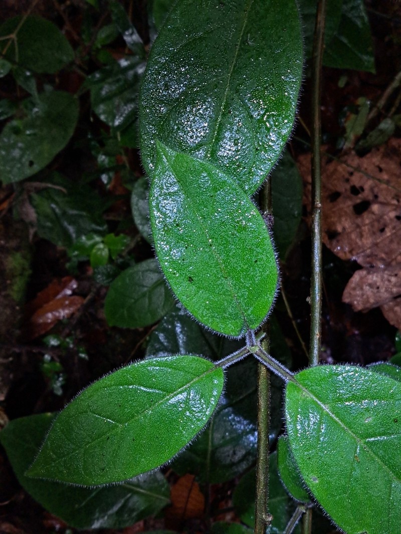 Doselia huilensis photo 2