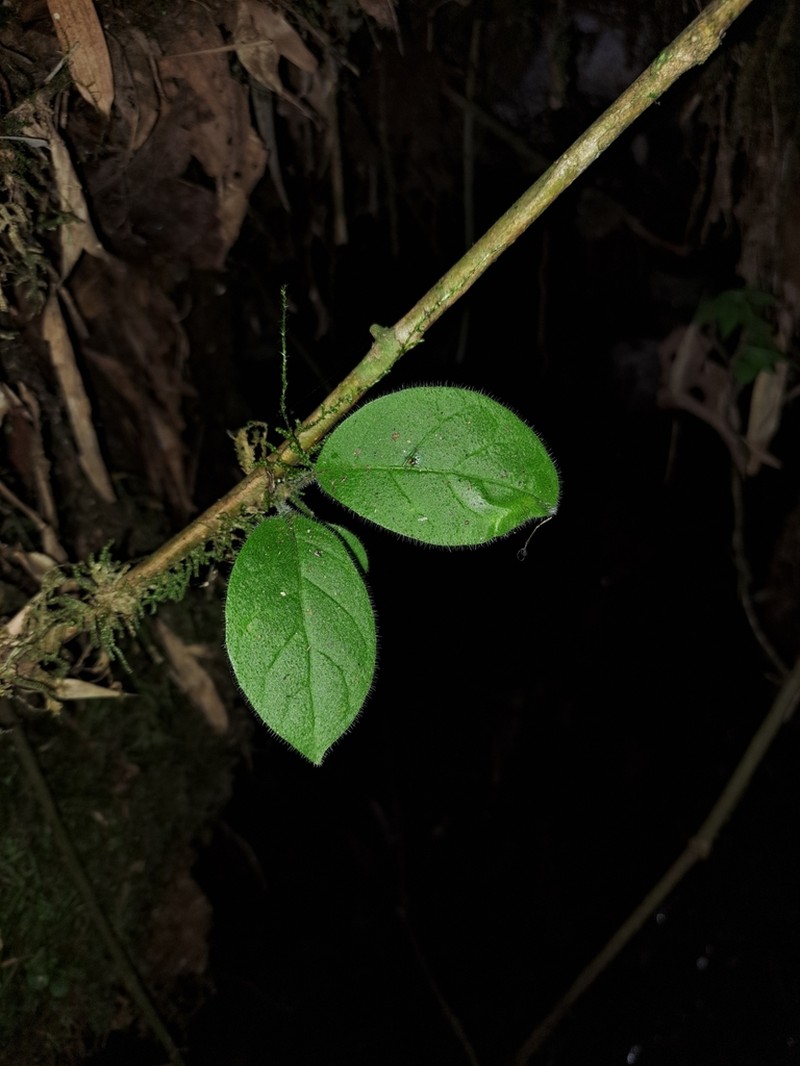 Doselia huilensis photo 3