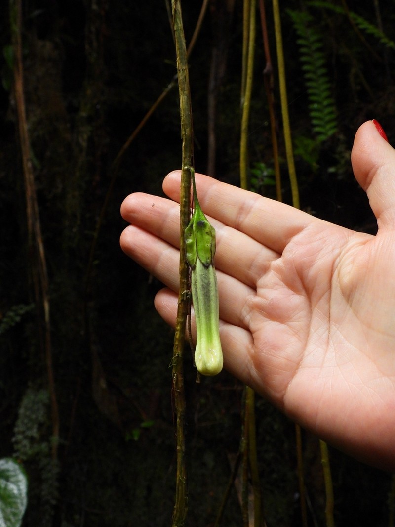 Doselia huilensis photo 4
