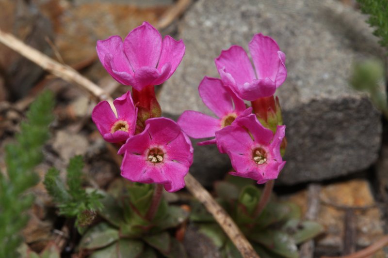 Cliff Dwarf-Primrose photo 2