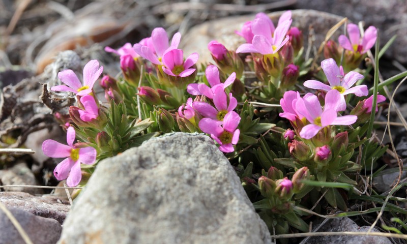 Rocky Mountain Dwarf-Primrose