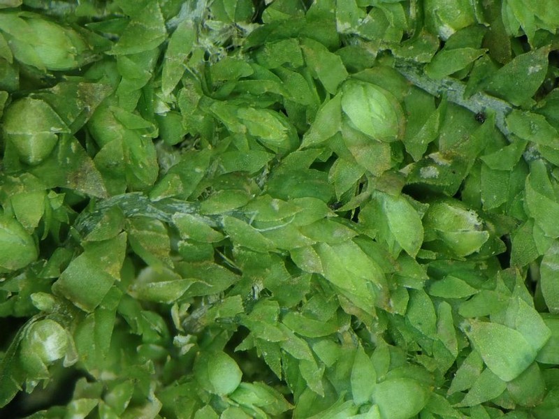 Douinia ovata