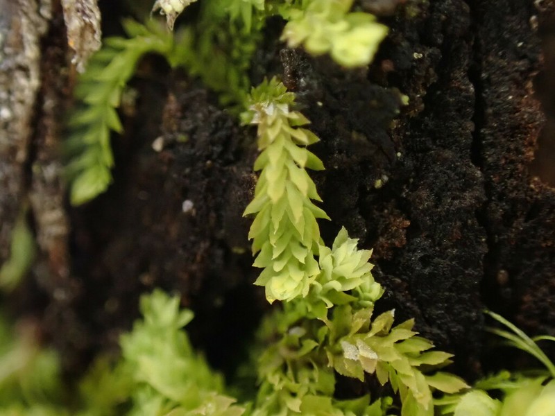 Douinia ovata photo 4