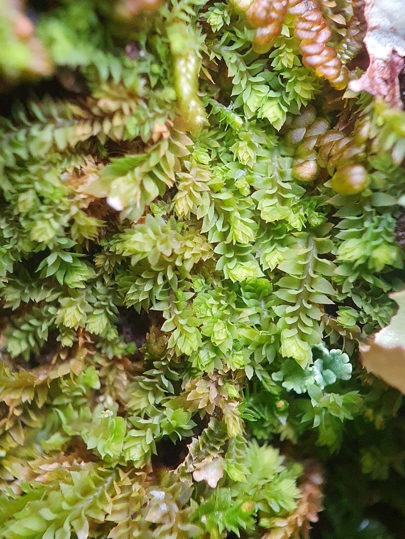 Douinia ovata photo 5