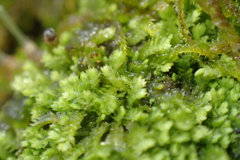 Douinia ovata photo 6