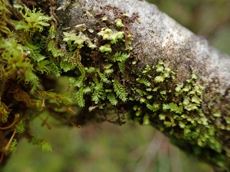 Douinia ovata photo 8