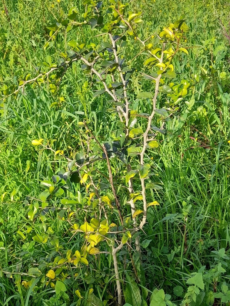 Dovyalis afra photo 5