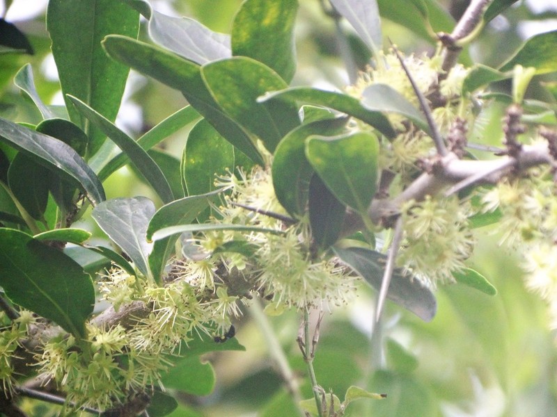 Dovyalis afra photo 8