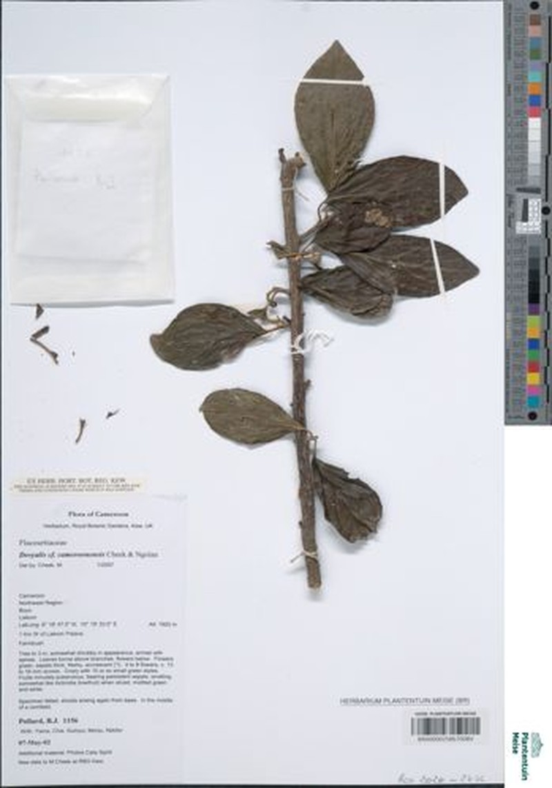 Dovyalis cameroonensis