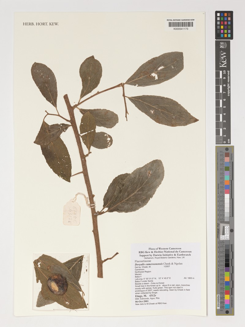 Dovyalis cameroonensis photo 2