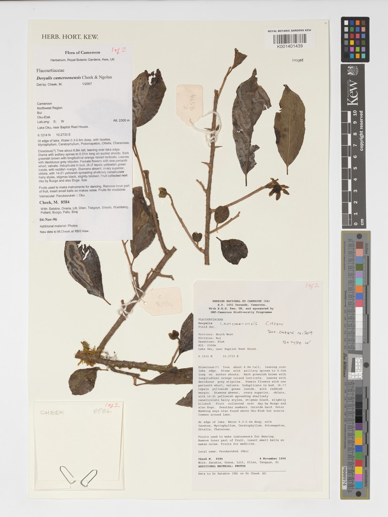 Dovyalis cameroonensis photo 3