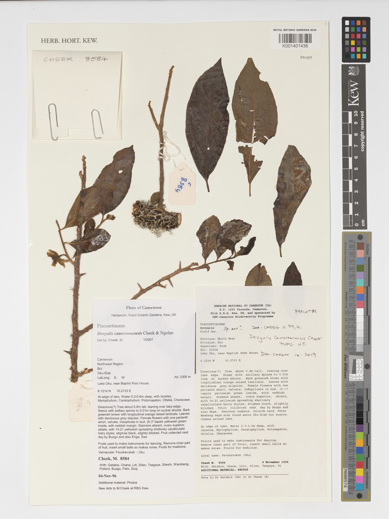 Dovyalis cameroonensis photo 4
