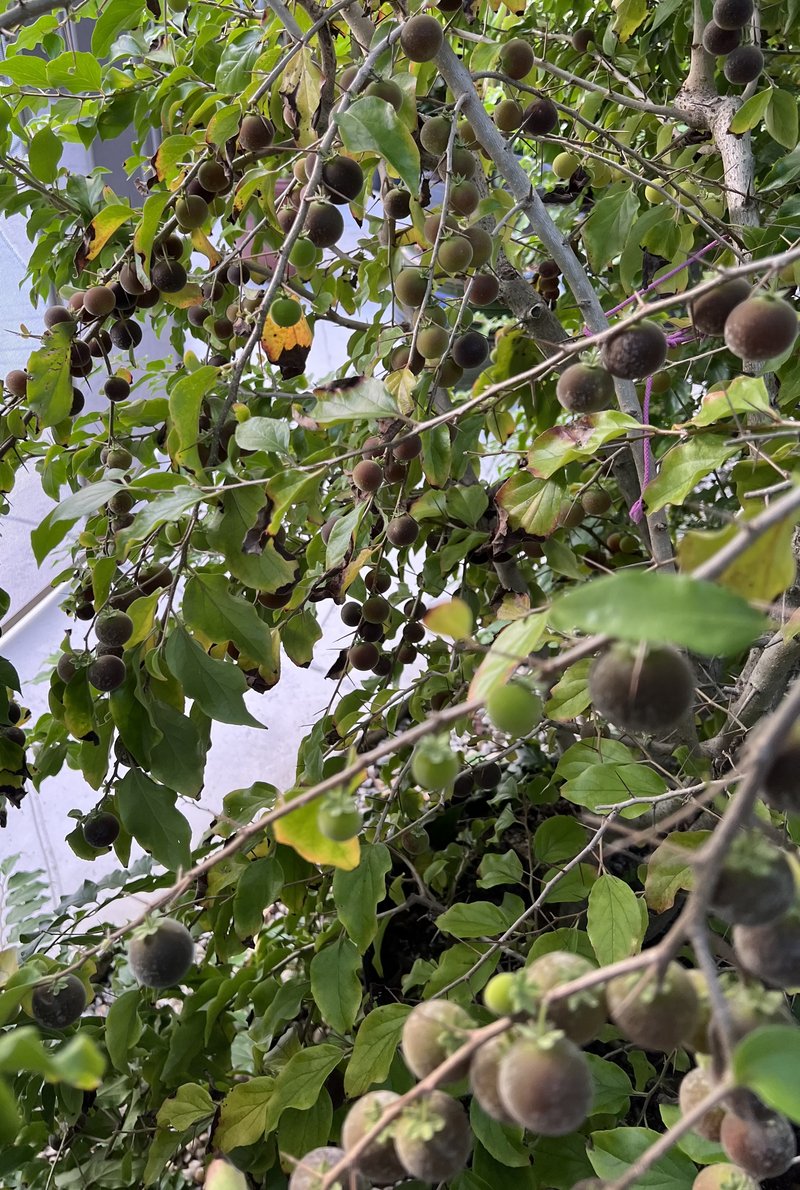 Ceylon Gooseberry photo 2