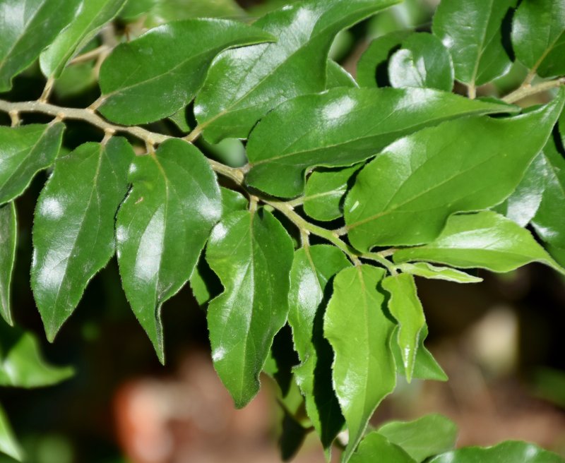 Ceylon Gooseberry photo 4