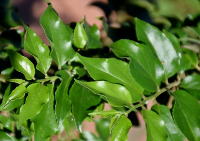 Ceylon Gooseberry photo 5