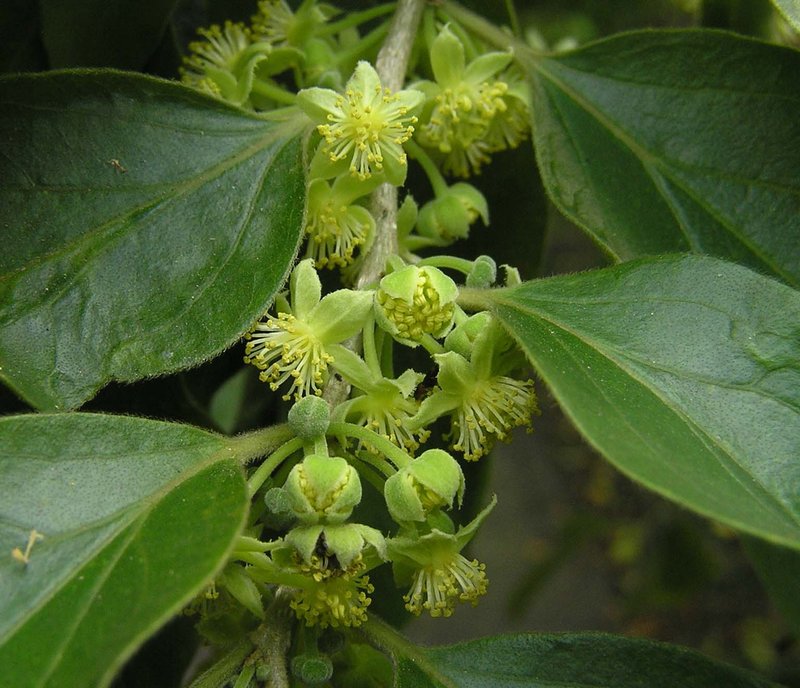 Ceylon Gooseberry photo 6