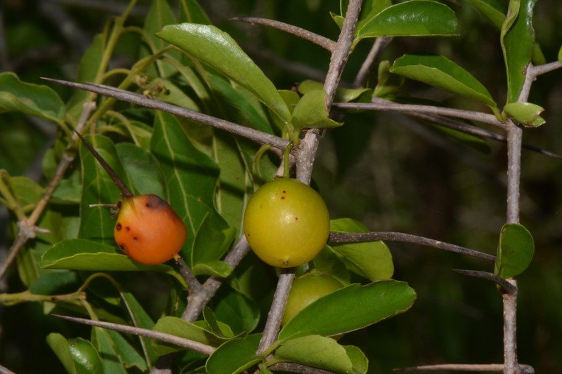 Dovyalis hispidula