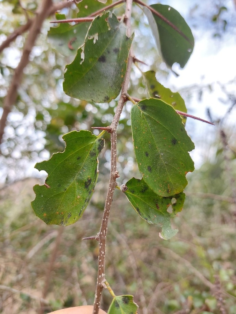Dovyalis hispidula photo 2
