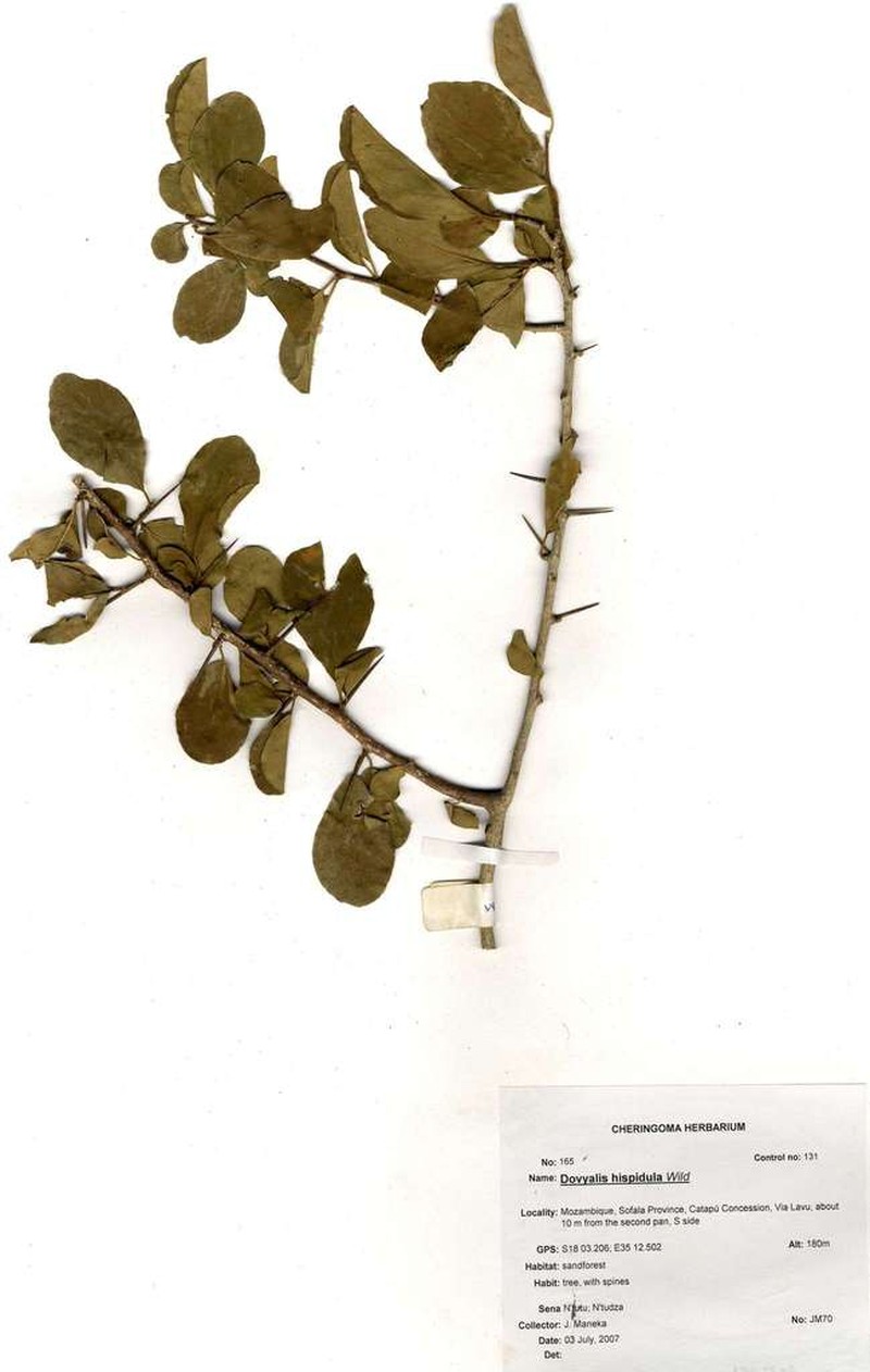 Dovyalis hispidula photo 3