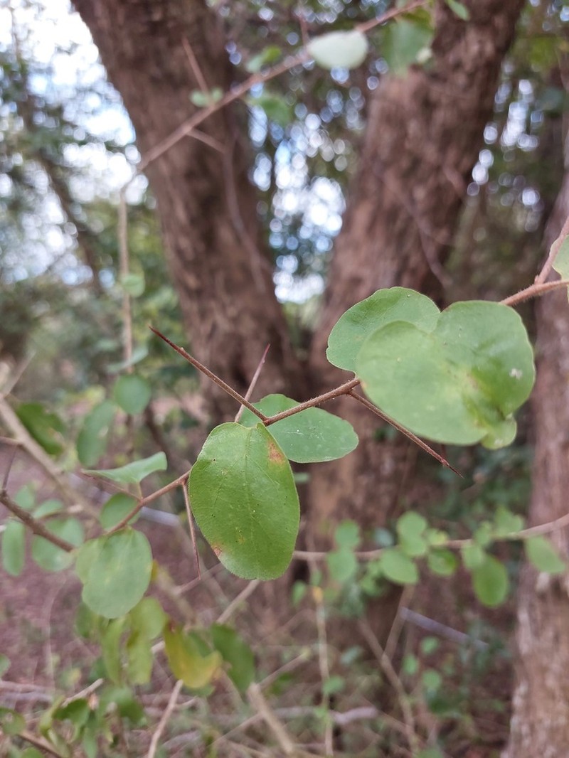 Dovyalis hispidula photo 5