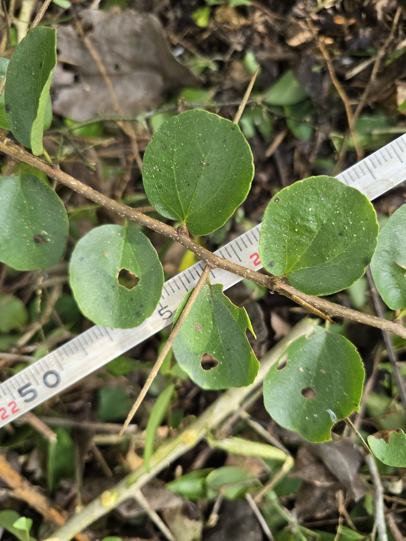 Dovyalis hispidula photo 6