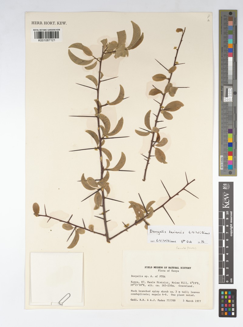 Dovyalis keniensis