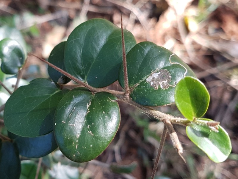 Dovyalis longispina