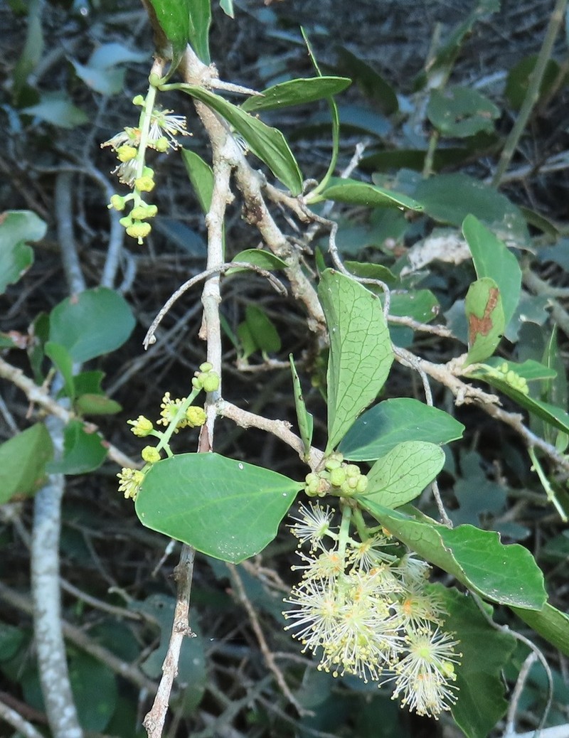 Dovyalis longispina photo 2