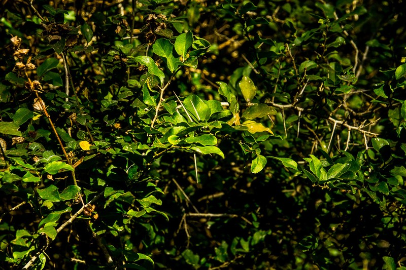 Dovyalis longispina photo 3