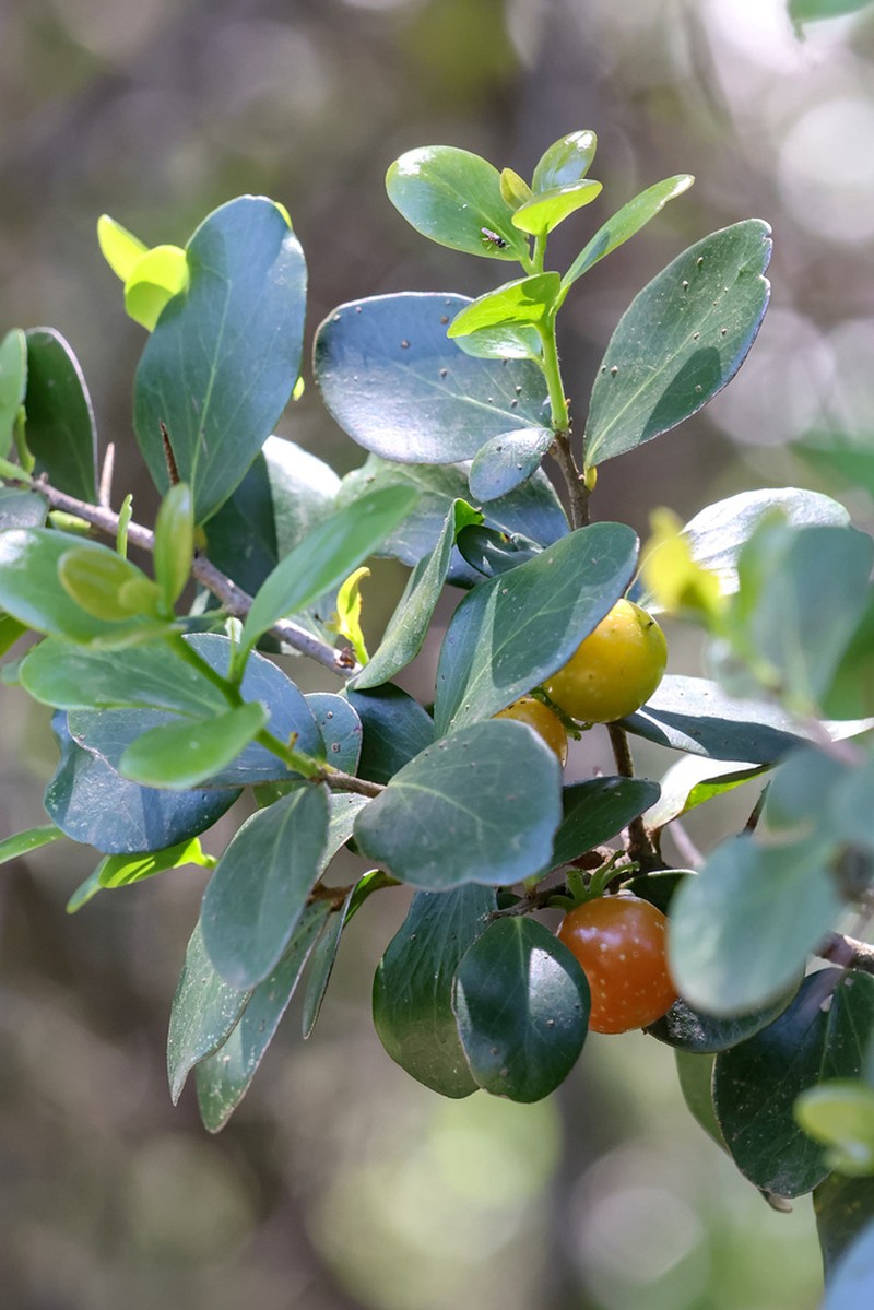 Dovyalis longispina photo 4