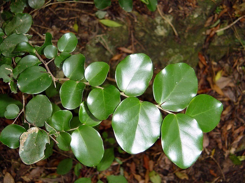 Dovyalis longispina photo 6