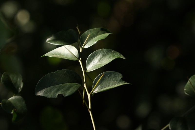 Dovyalis longispina photo 7