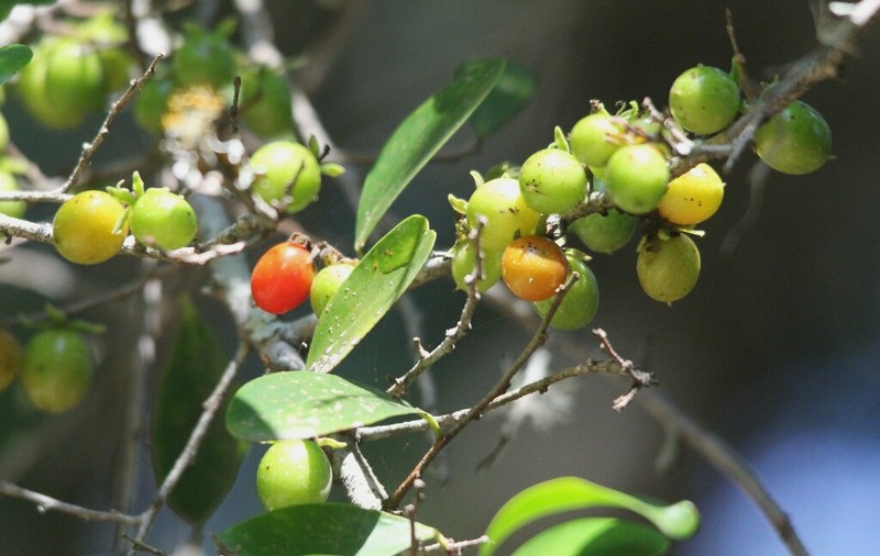 Dovyalis longispina photo 8